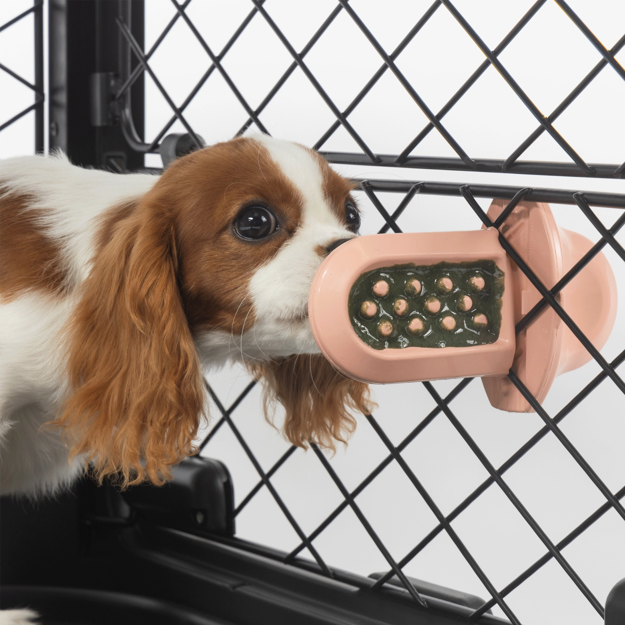 Diggs Groov Crate Training Aid Blush Dog Training