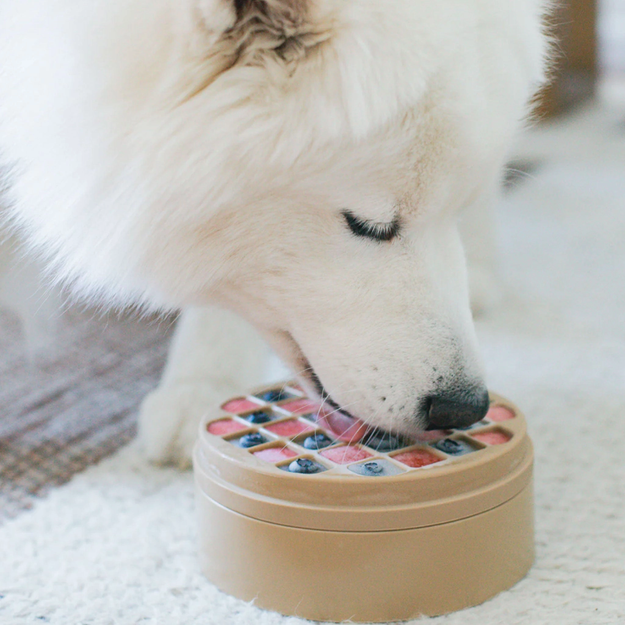 Lambwolf Bento Bowl - Beige